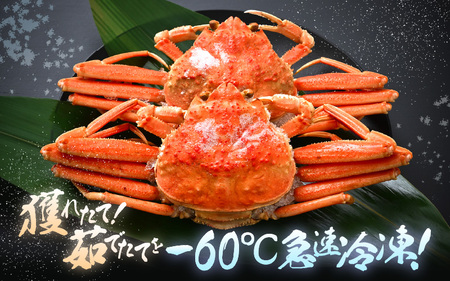 《冷凍》獲れたて!茹でたての 越前せいこがに 中 2杯 越前がに メス せいこがに　[m17-a060]