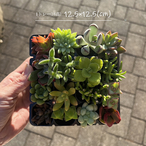 多肉植物 おまかせアソート 32苗セット _FC04
