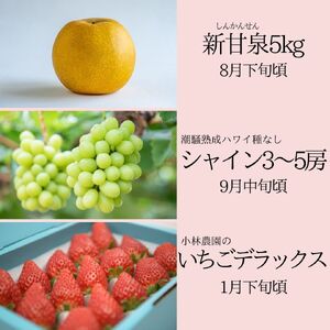 フルーツ 定期便 3種 果物 鳥取県産 ゆりはま 3 | 37M