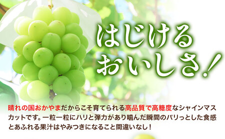 マスカットオブアレキサンドリア 1房 (750g以上) 【配送不可地域あり】