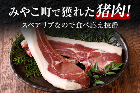 猪肉スペアリブ 約900g（約300g×3）ジビエ 猪 いのしし 骨付き 焼肉 焼き肉 アウトドア BBQ みやこ肉 獣 キャンプ イノシシ肉 炭火焼き 鉄板焼き 煮込み グリル