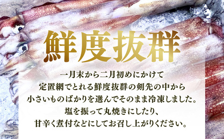 【先行予約】旬真っ盛りの 天然 ヤリイカ 約1kg（約15尾）とれたて冷凍便 丸焼き丸かぶり！【2026年3月下旬以降順次発送予定】福井 イカ いか ケンサキイカ [m21-b013]
