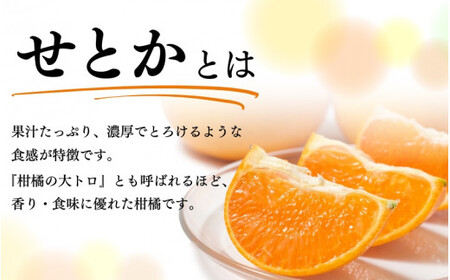 とろける食感 ジューシー柑橘 せとか 2.5kg / みかん 柑橘 オレンジ 果物 フルーツ 和歌山 ※2027年1月下旬頃〜2月上旬頃に順次発送予定 ※離島への配送不可 【uot789A】