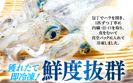 【先行予約】 新鮮で便利！旬の 天然 アオリイカ 刺身用 開き 5枚 約800g 【2026年10月下旬以降順次発送予定】  あおりいか アオリイカ 刺身  [m21-b014]
