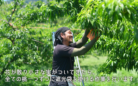 岡山県産「清水白桃」約2.2kg（大玉6～7玉）【26年7月上旬以降に順次発送】