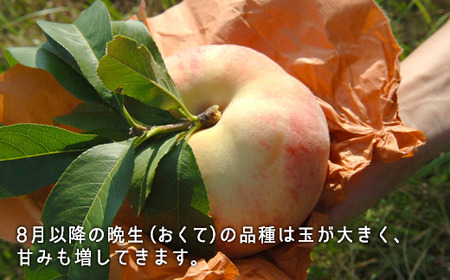 岡山県産「白桃（晩生種）」約2.2kg（大玉6～7玉）【26年8月上旬以降の出荷分】