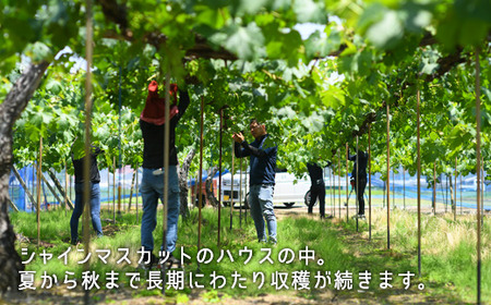岡山県産「白桃・シャインマスカット」詰合せ 約1.0kg【26年8月下旬以降の出荷分】
