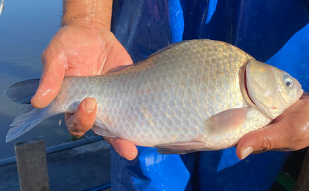 佐屋川　へらぶな釣り感謝券5000円 体験チケット 体験型 フィッシング 釣り体験 アクティビティ お出かけ レジャー 