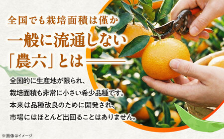 みかん 農六 約5kg フルーツ 果物 みかん BJBF001