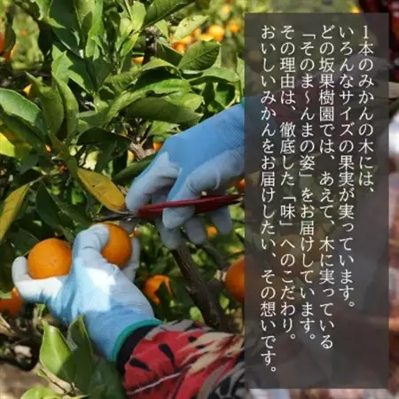甘い!どの坂果樹園の早生みかん　約5kg【サイズおまかせ・畑のまんま規格】【配送不可地域：離島・北海道・沖縄県】【1492087】