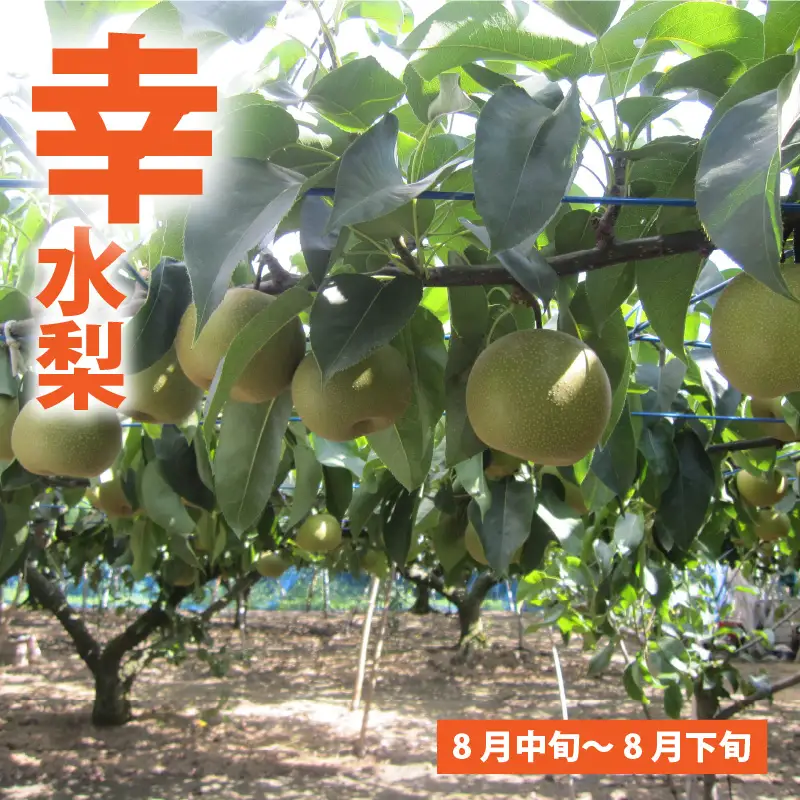 【先行予約】「福井梨」6～8玉 シャキっとした食感♪ あふれ出す果汁！【幸水梨】【2026年8月下旬以降順次発送予定】【梨 なし 和梨 先行予約 ナシ フルーツ 甘い みずみずしい 果実 果物 新鮮 お土産 贈り物 旬の果物】 [A-1007_08]