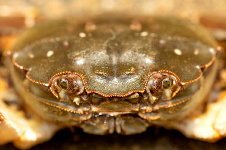 A-1176 水質日本一常連の清流 高津川　天然川がに 500g