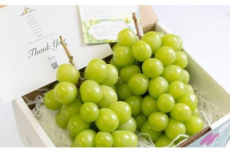 【2026年発送分 先行予約】 シャインマスカット 1.2kg（2～3房） 8月中旬以降発送予定 フルーツ 山梨県産 果物 シャイン マスカット ぶどう ブドウ 大粒 種なし 産地直送  富士川町 先行予約（A5302）