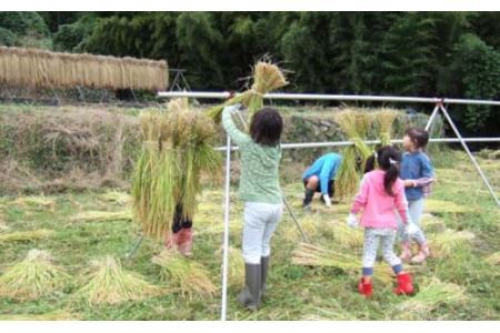 ★令和7年度産★特選米10kg　天日干し 精米済 山梨県富士川町産 棚田米 お米 こしひかり コシヒカリ 平林