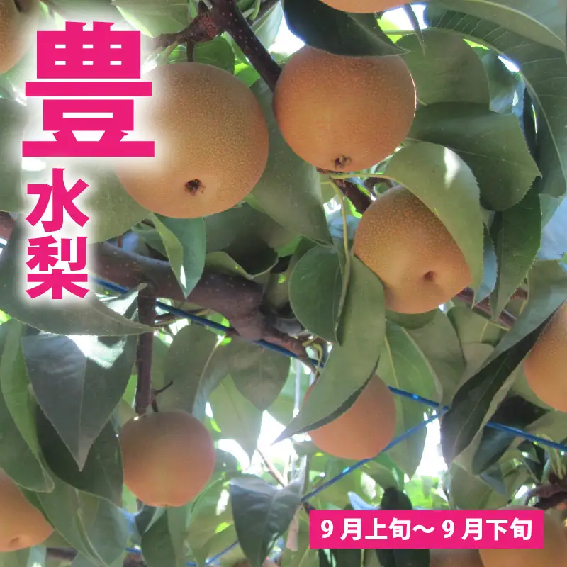 【先行予約】「福井梨」6～8玉 シャキっとした食感♪ あふれ出す果汁！【豊水梨】【2026年9月上旬～9月下旬発送予定】【梨 なし 和梨 先行予約 ナシ フルーツ 甘い みずみずしい 果実 果物 新鮮 お土産 贈り物 旬の果物】 [A-1007_09]