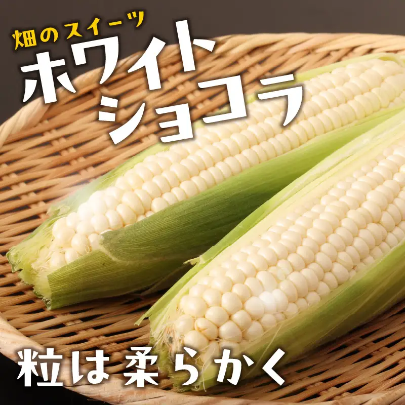 《先行受付》朝採りホワイトショコラ約3kg・A品2L・7～9本程度 【2026年7月下旬頃～発送予定】【山形とうもろこし・大江町産・明石農園】 027-003
