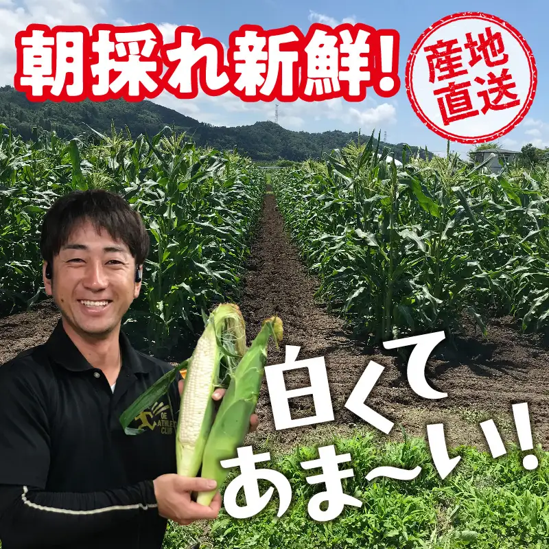 《先行受付》朝採りホワイトショコラ約5kg・A品L・11～15本程度 【2026年7月下旬頃～発送予定】【山形とうもろこし・大江町産・明石農園】 027-004