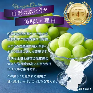 《先行受付》贈答規格シャインマスカット 約1.4kg（2～3房）【2026年9月中旬頃～順次発送予定】【山形ぶどう・大江町産・小林葡萄園】 024-003