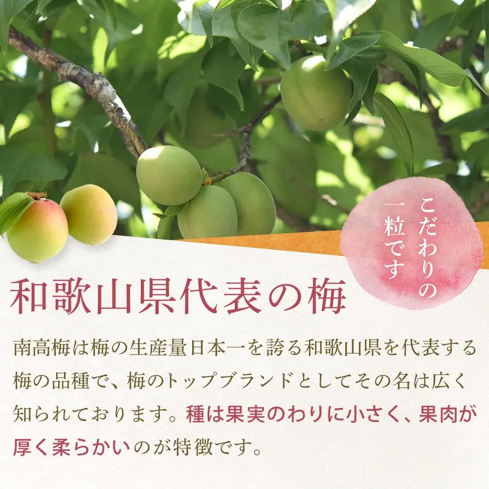 【2026年6月上旬以降発送】紀州南高梅(完熟梅) 5kg〈2Lサイズ〉