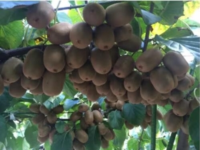 ＜先行予約！2026年11月中旬以降順次発送予定＞さぬきキウイっこ(約1kg) フルーツ 果物 新鮮 香川県 果物 人気 【man179】【Aglio nero】