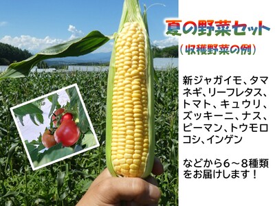 【2ヶ月定期便】くさぶえ農園『夏の野菜6～8品目セット』（2026年8～9月出荷／北海道・沖縄・離島は配送不可）高原 無農薬 産地直送 新鮮 旬彩 簡単レシピ 先行予約 【 産直 高原野菜 季節の野菜 旬の野菜 有機野菜 有機栽培 農薬 化学肥料 不使用 佐久市 】