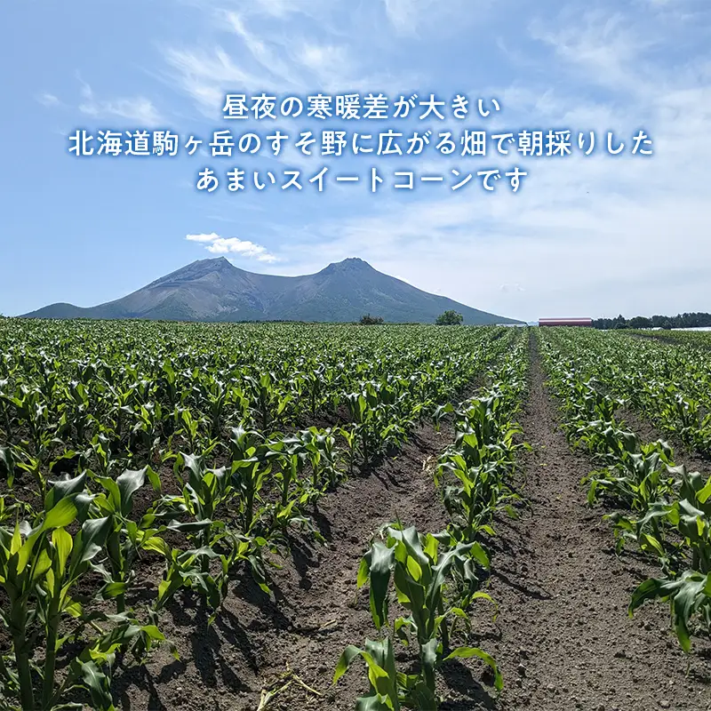 スイートコーンイエロー Lサイズ 20本 北海道森町産 （令和8年7月下旬から順次発送予定） ＜こうのファーム＞ とうもろこし トウモロコシ とうきび トウキビ 唐黍 mr1-1415