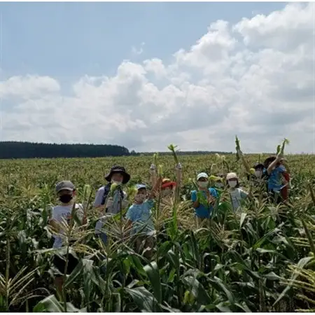 先行受付【十勝ガールズ農場】直送 ヤングコーン箱詰め 約2kg(30～35本)_野菜 とうもろこし  トウモロコシ_【配送不可地域：離島】【1490692】