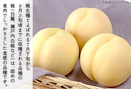 岡山の白桃（晩生種） 大玉3玉（約900g）【26年7月下旬以降に順次発送】