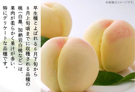 ご家庭用　岡山の白桃（早生種）5～6玉（約1.3kg）【26年6月中旬以降に順次発送】