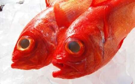 銚子つりきんめ 1尾 きんめだい キンメダイ 金目鯛 高級魚  お取り寄せ 送料無料 煮付け 塩焼き お祝い 一本釣り 千葉県銚子市 銚子市 銚子   