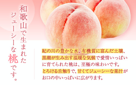【産直・人気の特産品】和歌山の桃 約1.5kg ｜ 桃 桃 桃 桃