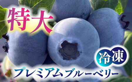 【7月より順次発送】 冷凍 ブルーベリー 250g×2 「あいさい彩ベリー」  大粒サイズ[AEBZ003]