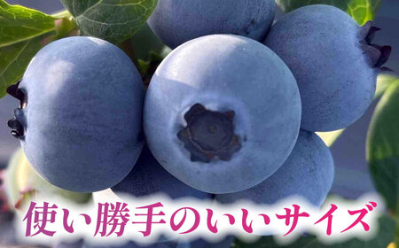 【8月より順次発送】 冷凍 ブルーベリー 250g×2 「あいさいベリー」  標準サイズ[AEBZ005]