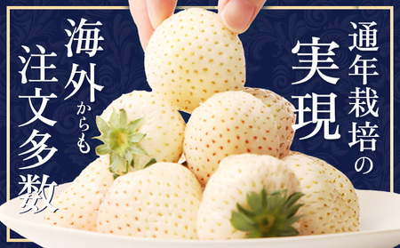 【受注後、随時発送！】【北海道産】ゆきいちご（白いちご） 2Pセット 250g×2 計500g 苺 イチゴ 白いちご 一季成りイチゴ ゆきぼたん パールホワイト 希少 高級 ギフト お取り寄せ ふるさと納税 北海道 中標津【59001】