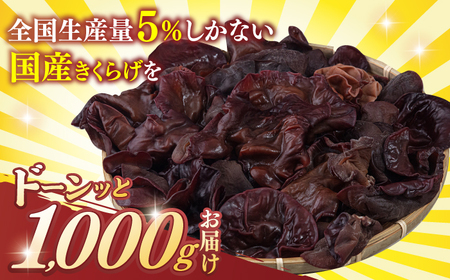 福岡県産生きくらげ 1kg ADBA001 きくらげ
