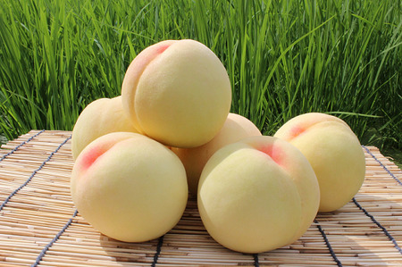 【ご家庭用】おかやまの桃 大玉3玉（約900g）【26年7月上旬以降に順次発送】