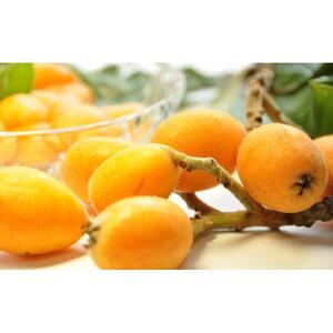 びわ 坂出市産 約1.6kg ( 4パック × 2箱 )｜初夏の味覚