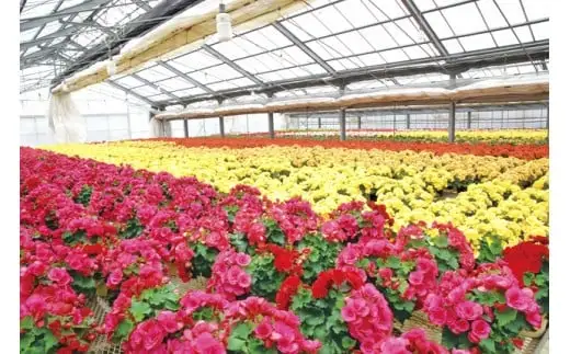 ベゴニア鉢植え二鉢セット F20E-457