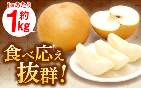 【12月上旬発送開始】愛宕梨 約3kg (3玉-5玉) / 梨 なし ナシ フルーツ[AFAR025]