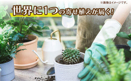 多肉植物 籠寄せ / かわいい インテリア 多肉植物[AFAT002]