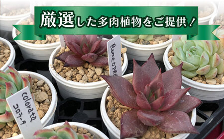 多肉植物 苗 12個セット[AFAT005]