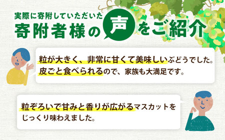 【★先行予約★ 2026年8月下旬以降発送】シャインマスカット 2房セット 約1kg / シャインマスカット [AFAB012]