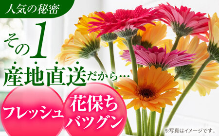 広川自慢の元気なガーベラ30本 ラッピング有 カラーおまかせ / 花 [AFAB016]