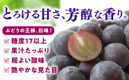 【★先行予約★ 2026年7月中旬より発送】種なし巨峰  約1.4kg / 巨峰 ぶどう[AFAB017]