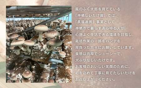 神栖市しいたけ「風のふく太郎」 約1kg 椎茸 しいたけ キノコ 野菜 肉厚 