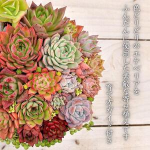 【多肉植物】大きな寄せ植え直径21cm白ポット