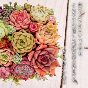 【多肉植物】寄せ植え直径12cm四角陶器鉢