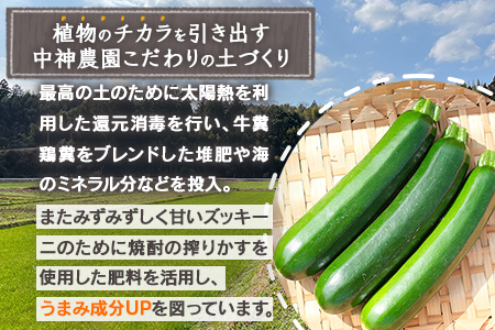 【11月上旬～5月下旬発送】中神農園の ズッキーニ 約2kg (10～12本) 野菜 夏 やさい 煮る 炒める 生食 ミネラル ビタミンC ずっきーに 新鮮 国産 九州 熊本県 多良木町 071-0506
