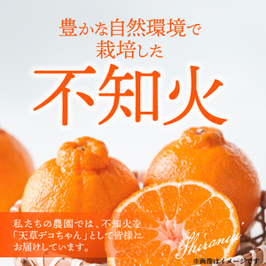 S153-001_天草産 不知火 約3kg