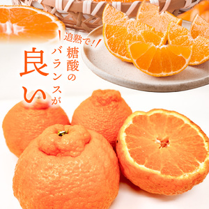 S153-002_天草産 訳あり 不知火 約5kg